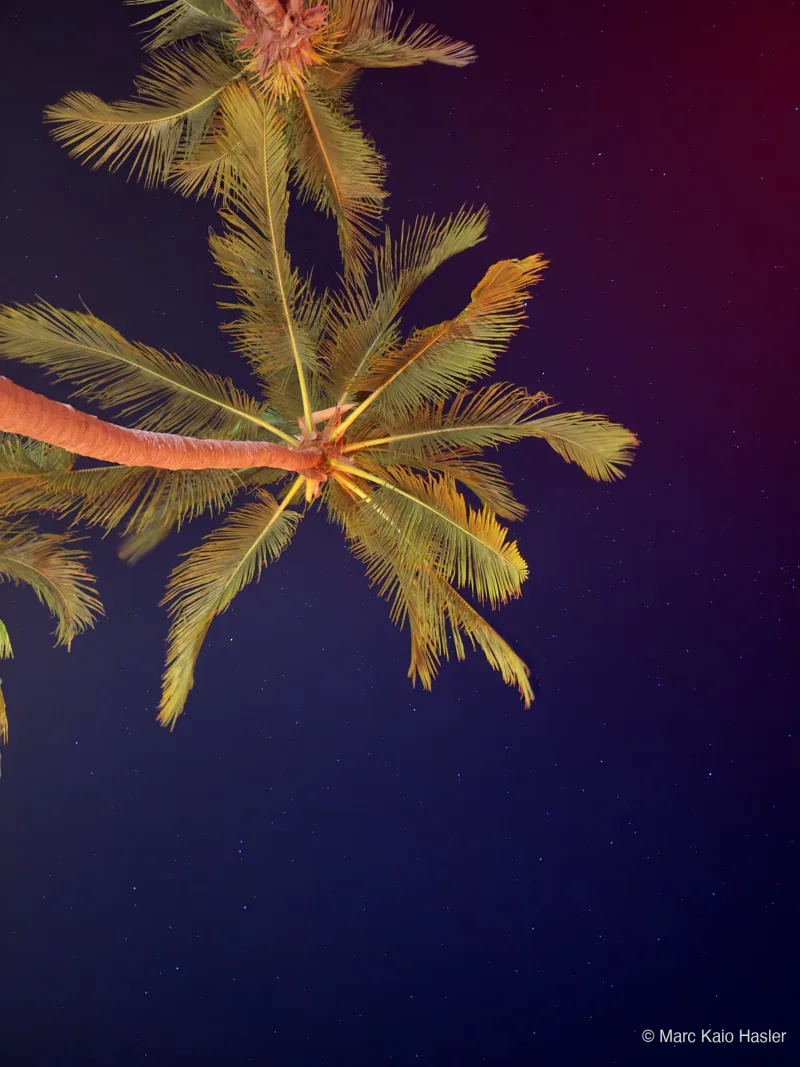 Palm at night, Koh Tao, Thailand, 2024